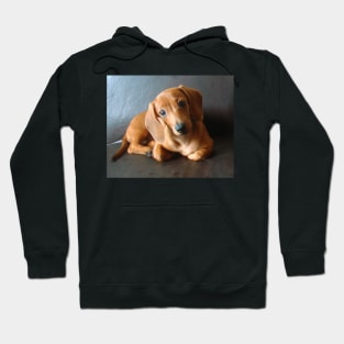 lily dachshund tekel puppy Hoodie